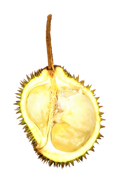 Durian fruit